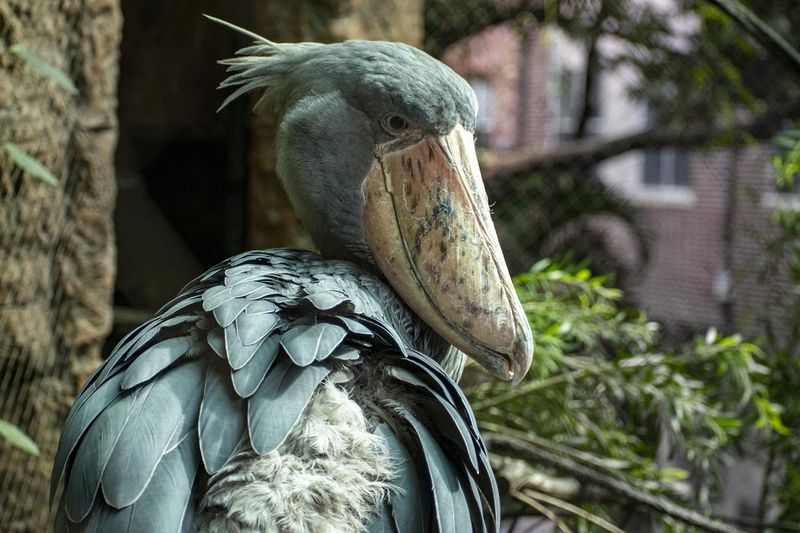 Shoebill stork big blue bird with big beak