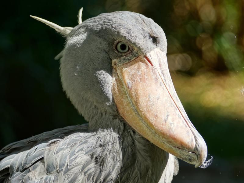 Shoebill Stork closeup