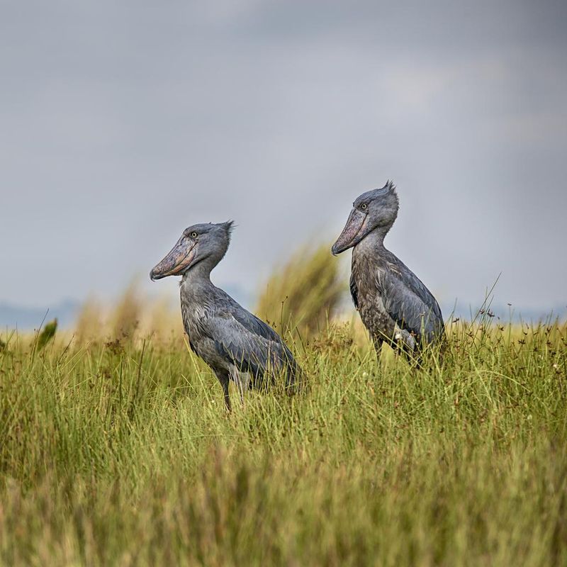 Shoebills in Uganda