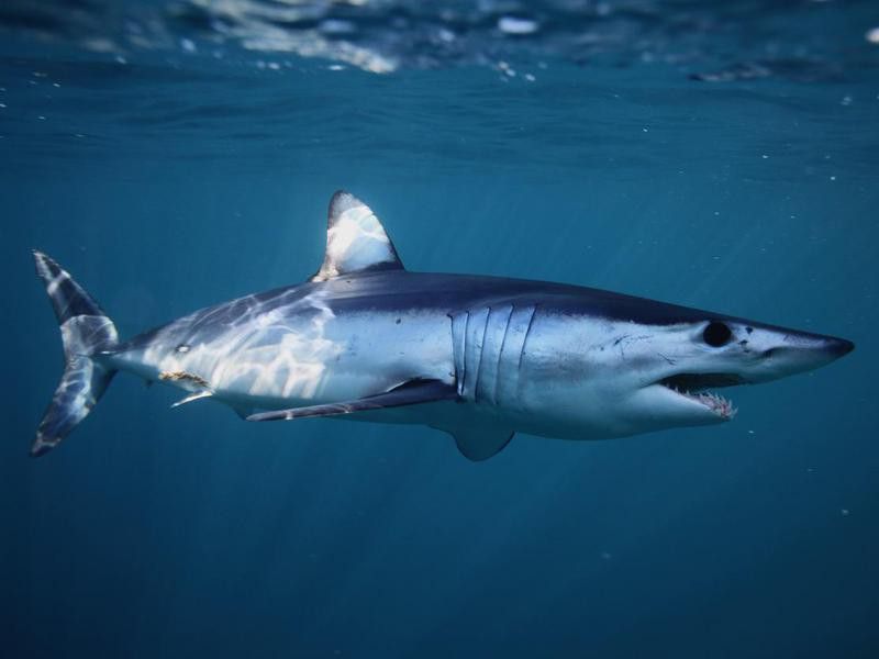 Shortfin Mako Shark-