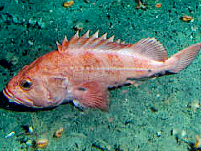 Shortracker rockfish