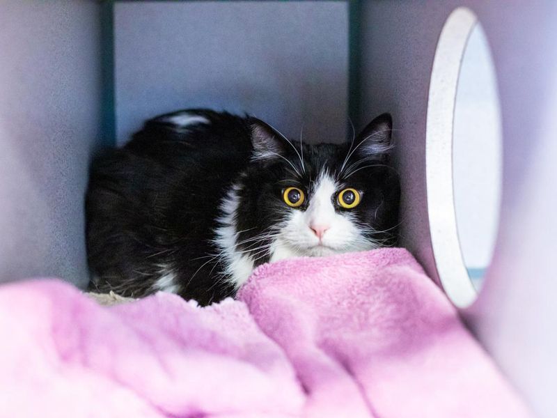 Shy Tense Cat Stares from the Back of a Kennel with Big Wide Eyes