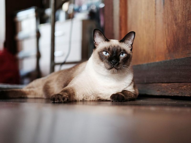 Siamese cat sit on wooden floor at home
