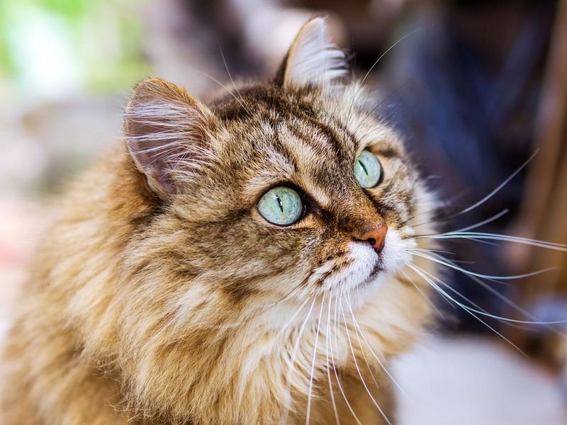 Siberian cat with green eyes