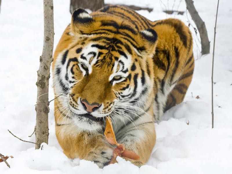 Siberian tiger eats a chicken in the snow