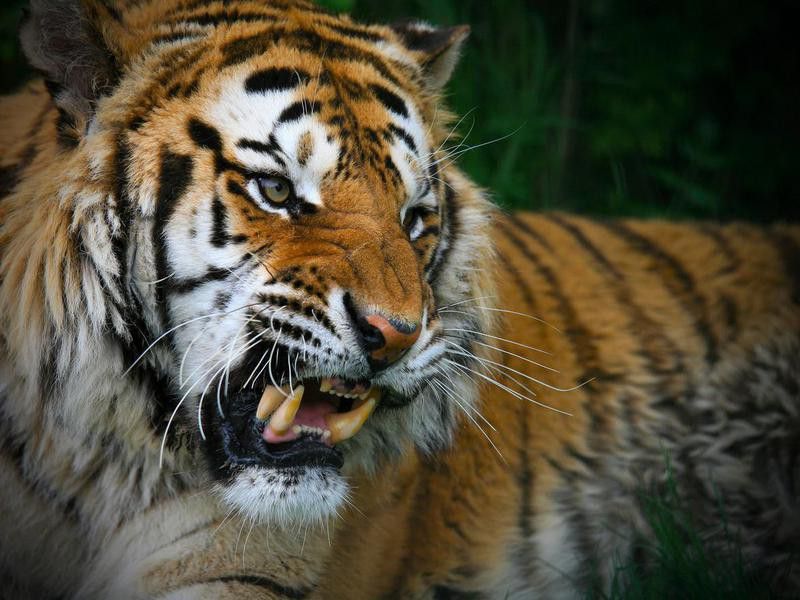 Siberian Tiger snarls bearing teeth