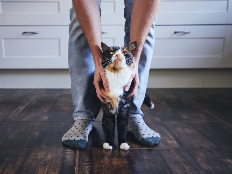 Signs Your Cat May Love You After All