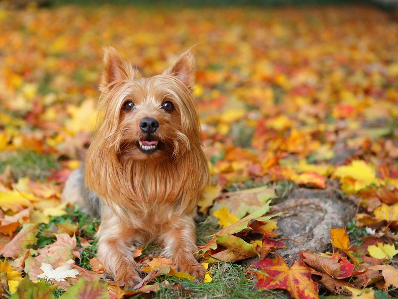 Silky terrier in Autumn
