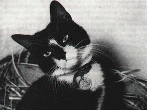 Simon tuxedo cat