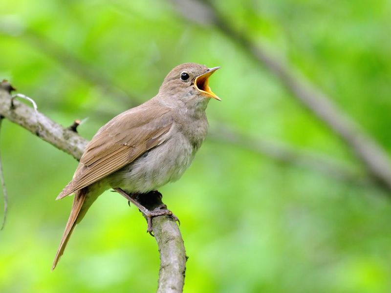 Singing nightingale against green background