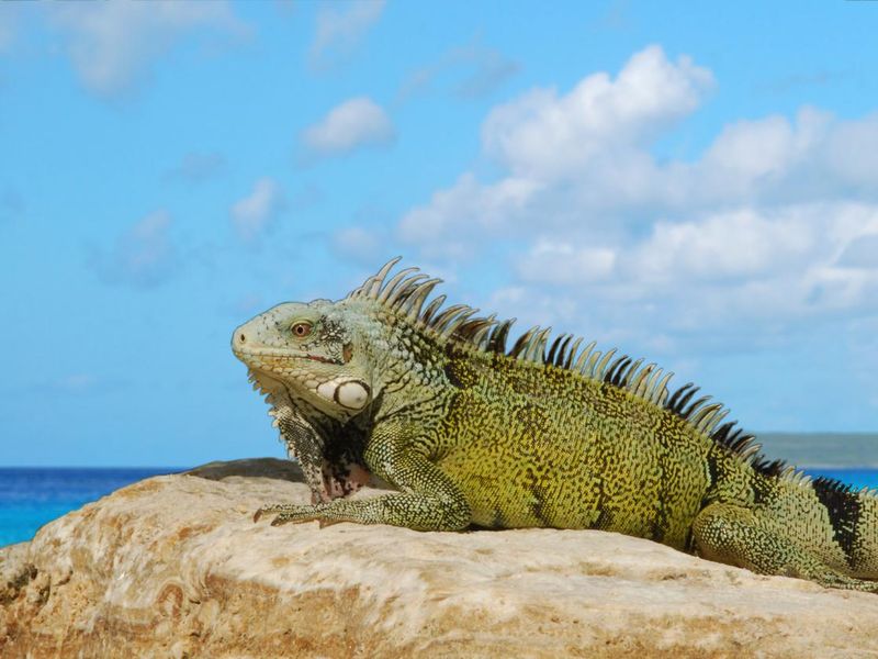 Single green iguana on top of a rock.
