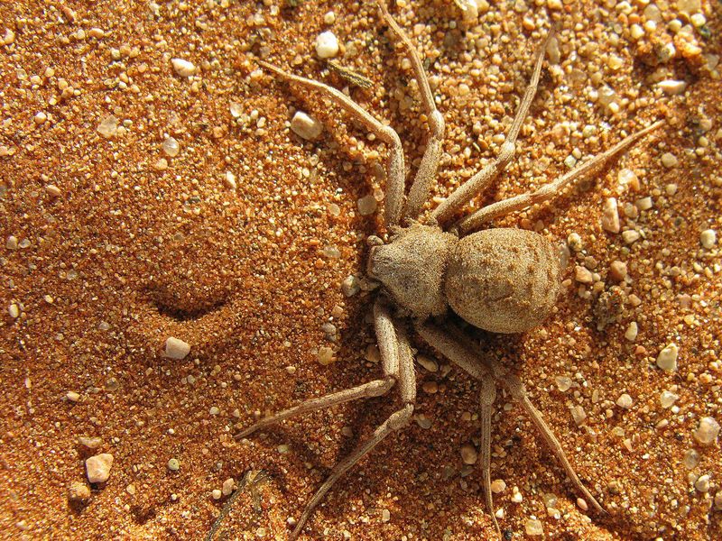 Six-Eyed Sand Spider