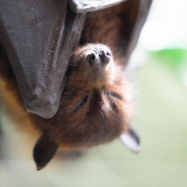 Sleeping bat