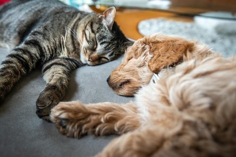 Sleeping cat and dog