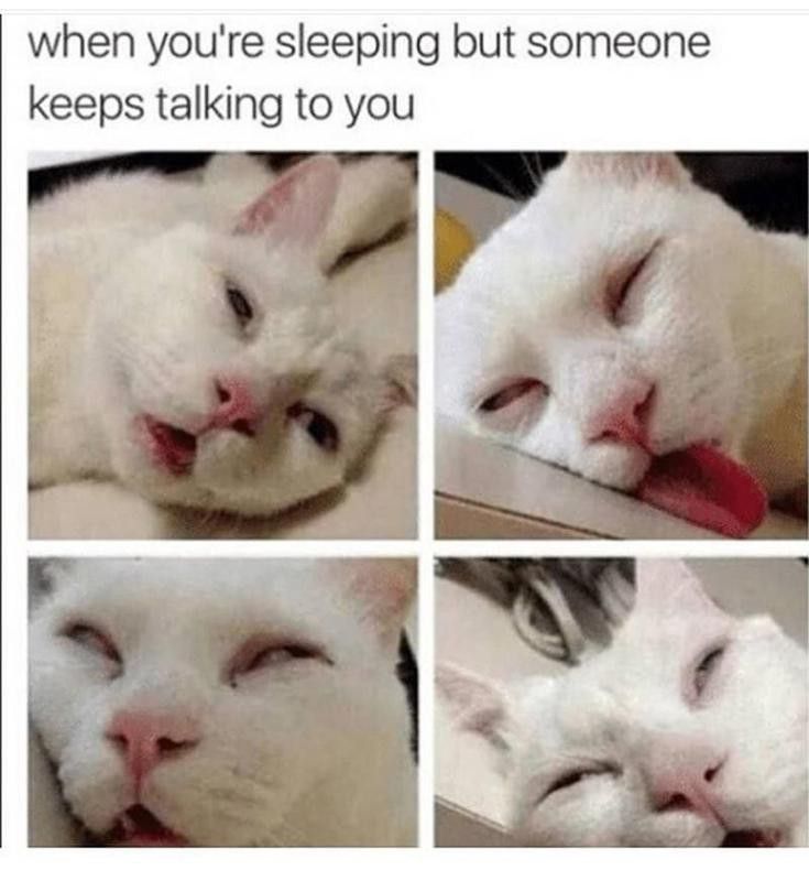 Sleeping cat meme