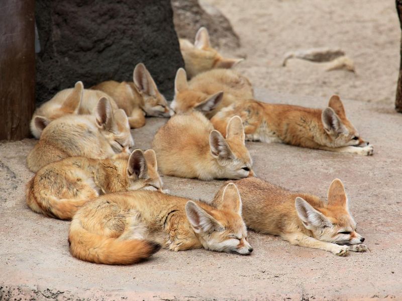 Sleeping Fennec Foxes