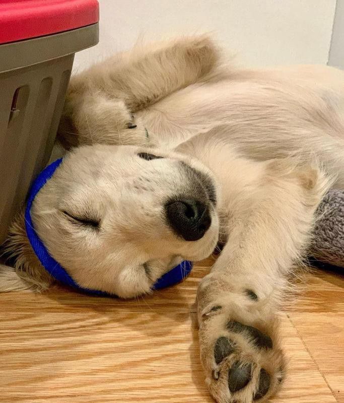 Sleeping golden retriever puppy