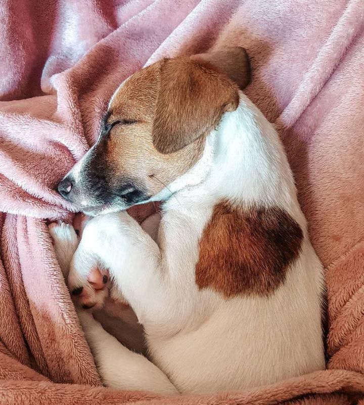 Sleeping Jack Russell terrier