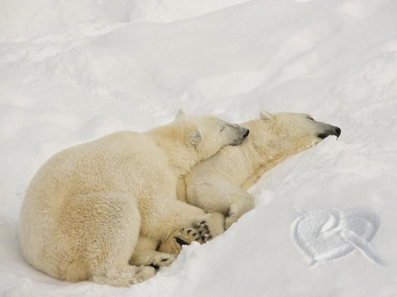 Sleeping Polar Bears In Love