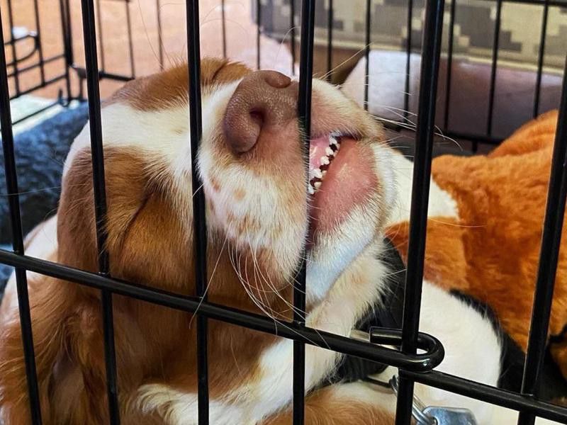 Sleeping puppy in a kennel