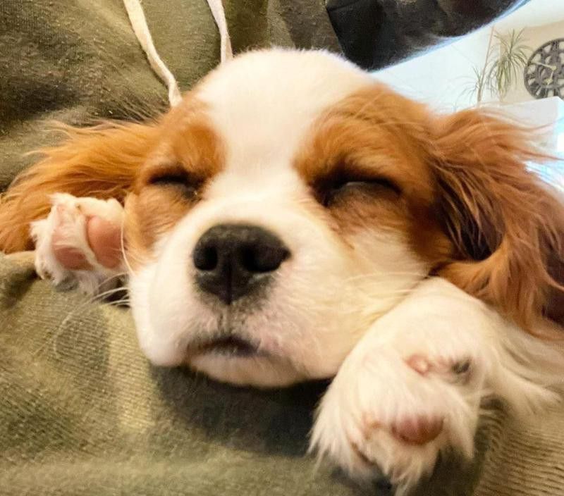 Sleeping puppy looking happy