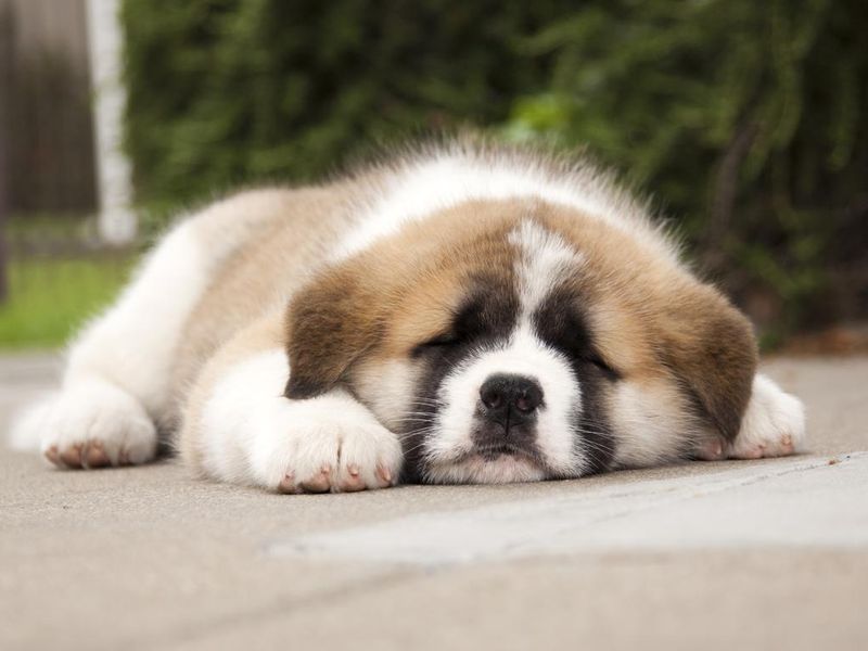 Sleeping Saint Bernard Puppy