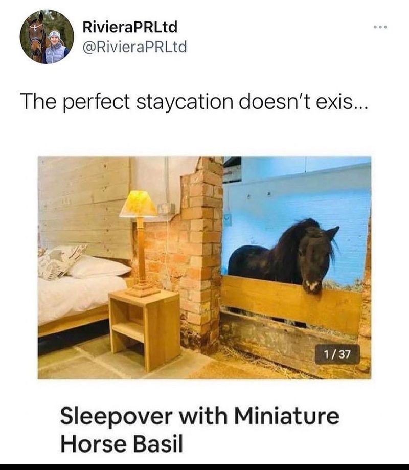 Sleepover meme: miniature horse at an Airbnb