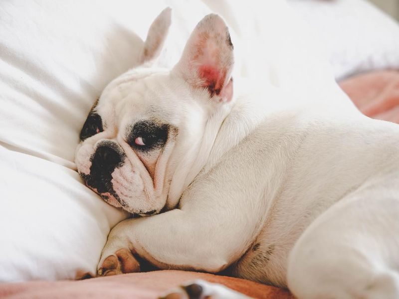 Sleepy and grumpy French Bulldog