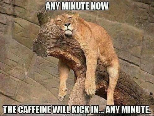 Sleepy lion needs coffee