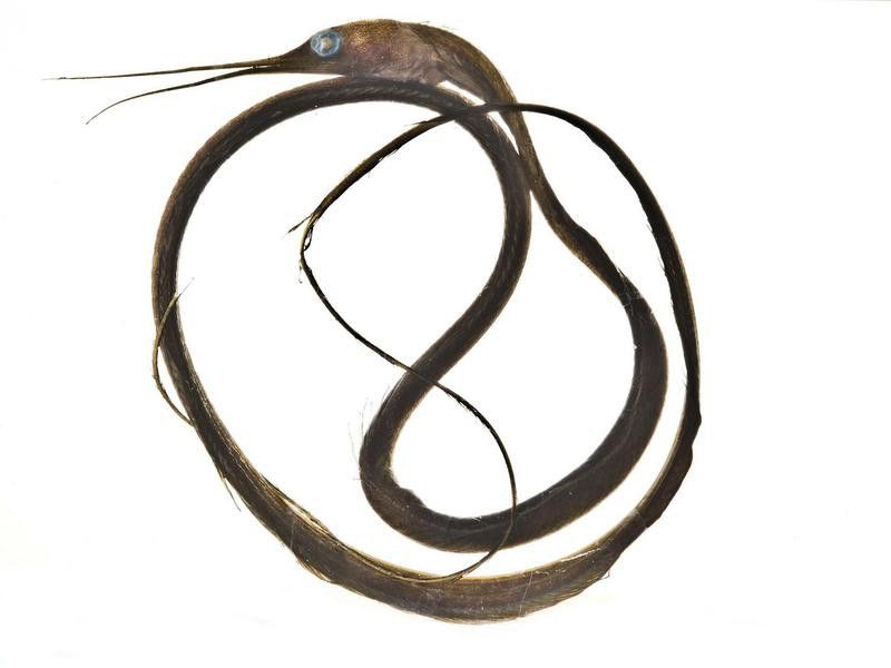 Slender Snipe Eel