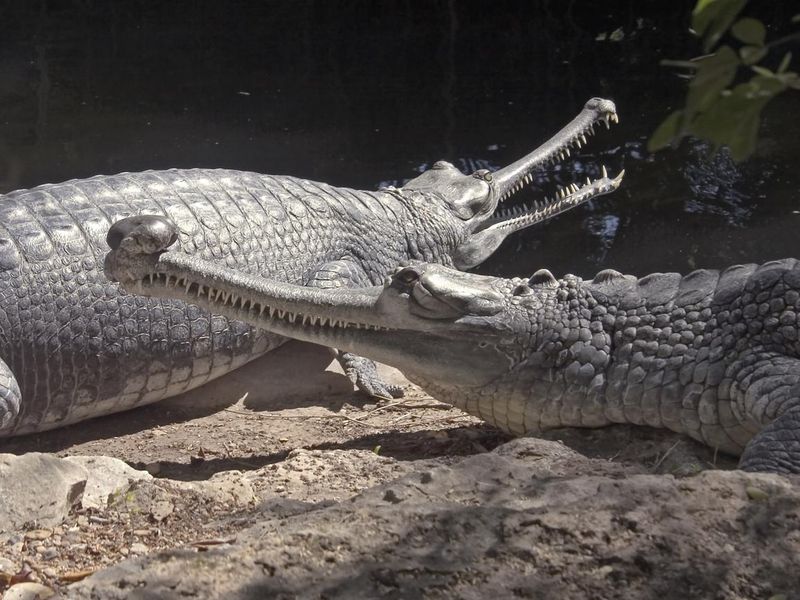 Slender snouted crocodiles