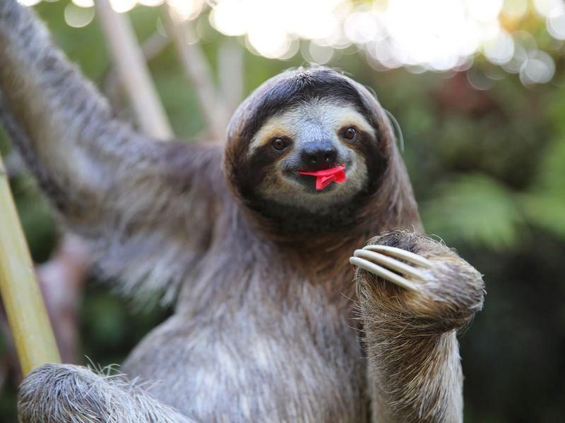 Sloth eating a flower