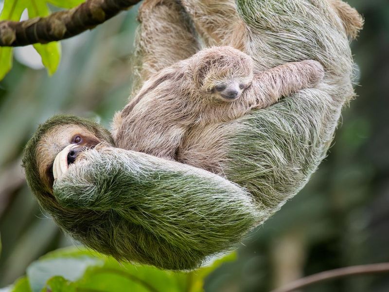Sloth mother and baby