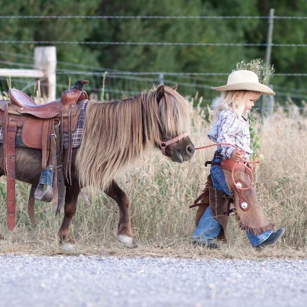 15 Things to Know About Miniature Horses