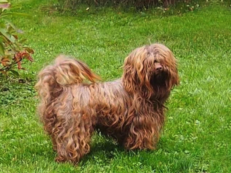 Small dog breed: bolonka