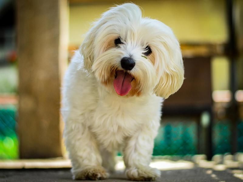 Small dog breed: maltese