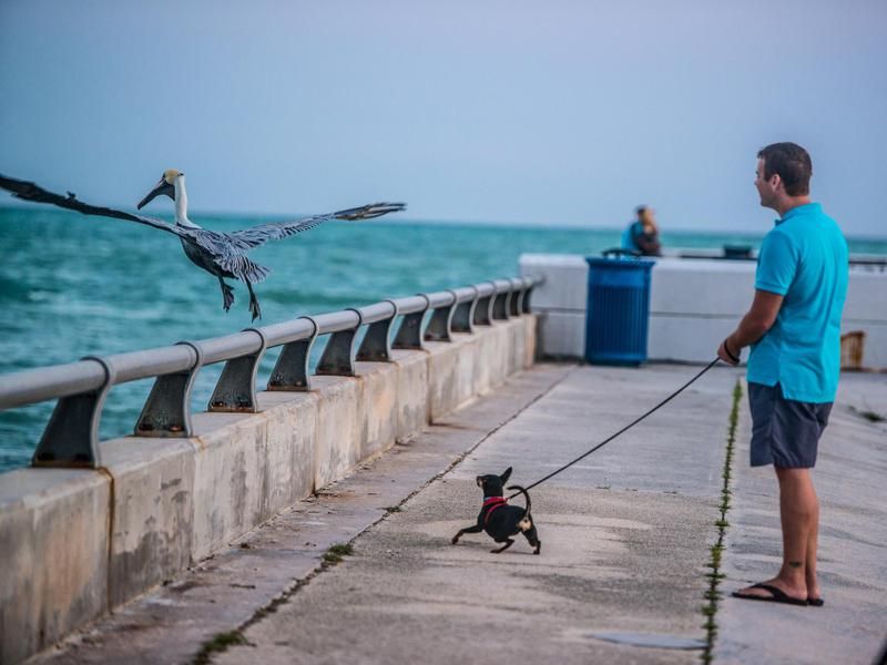 Small dog fights pelican in Key West