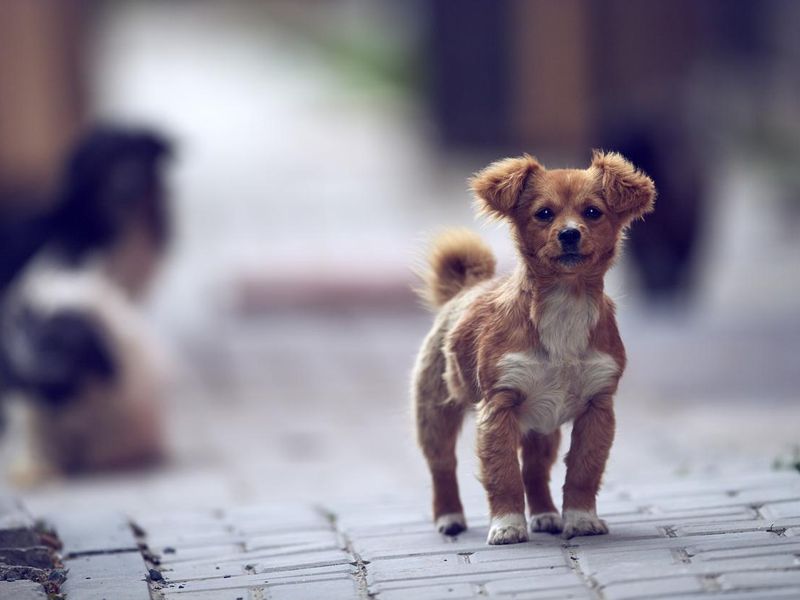 Small dog on the street