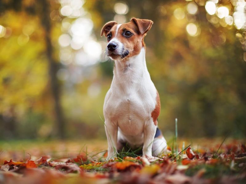 Small Jack Russell terrier sitting on forest path