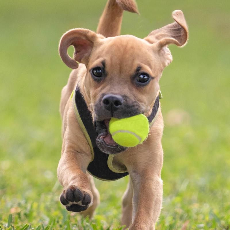 Small pup running with a ball in his mouth