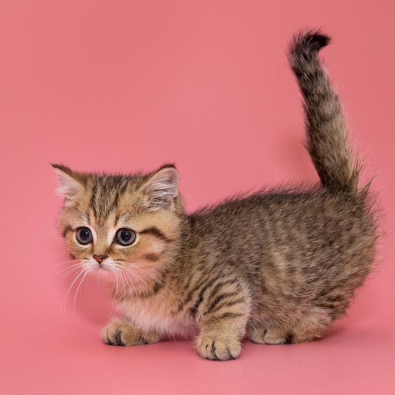 cats with short legs breed