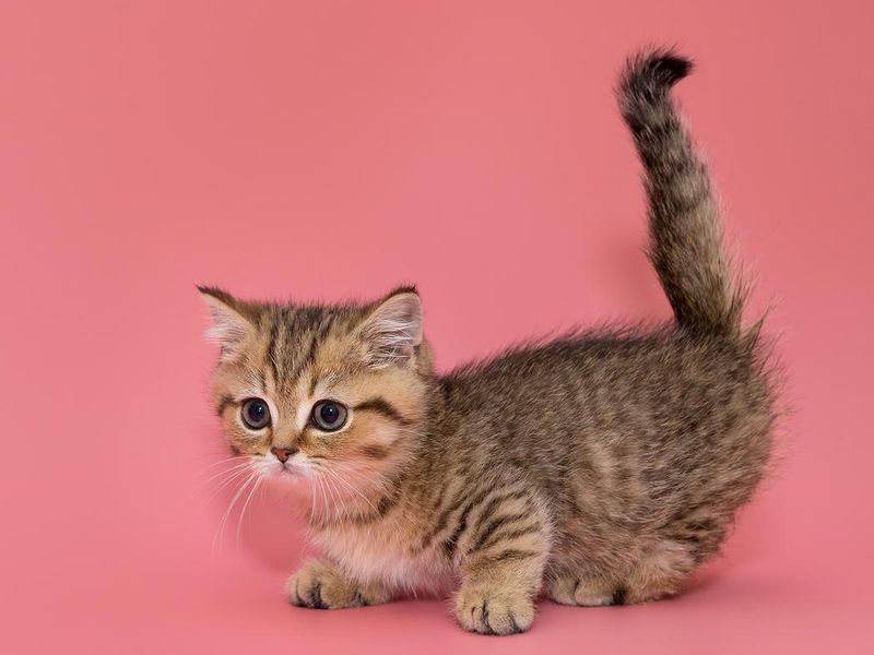 Small Scottish striped kitten