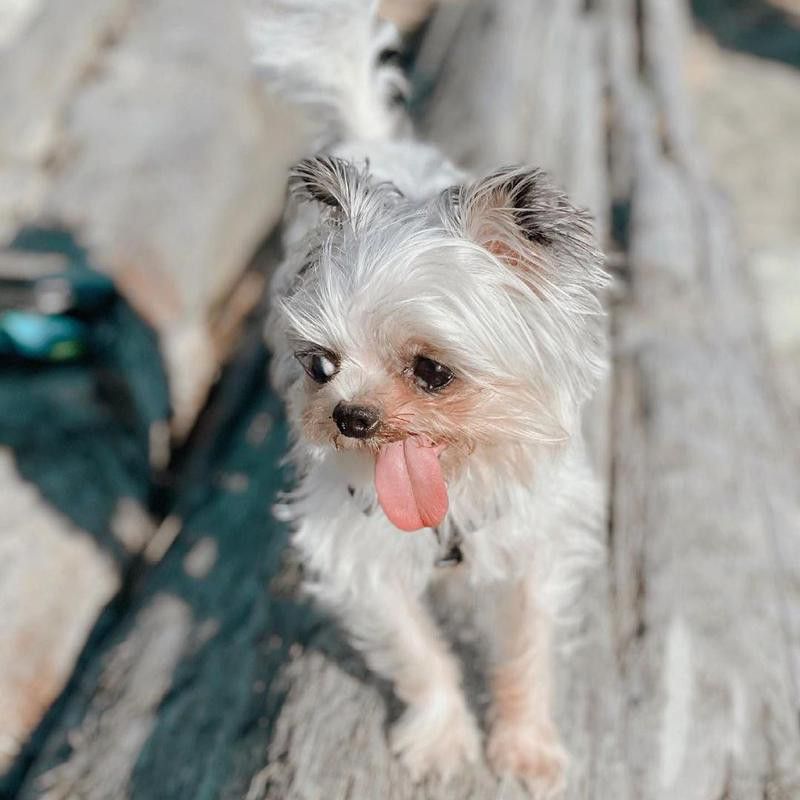 Small white dog with its tongue out