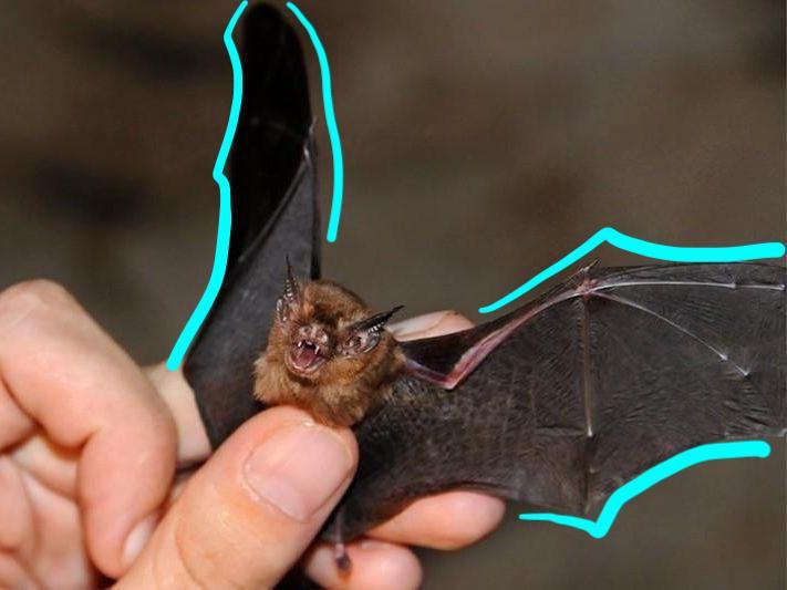 Smallest bat
