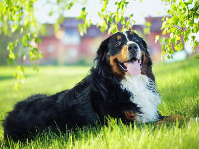 Smart Dog Breeds: Bernese mountain dog on the grass