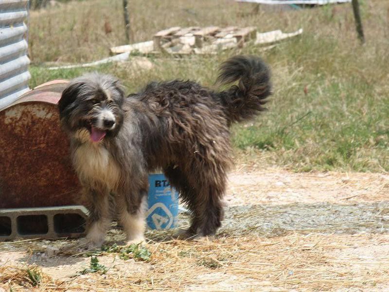 Smartest Dog Breeds: Barbado da Terceira