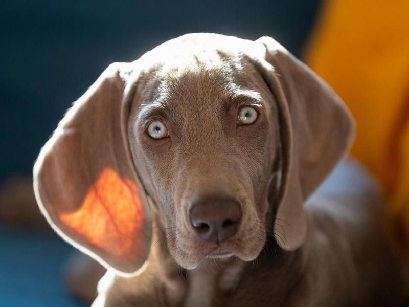 Smartest Dog Breeds: Weimaraner dog