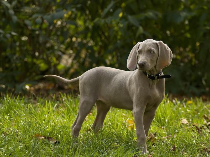 Smartest Dog Breeds: Weimaraner puppy