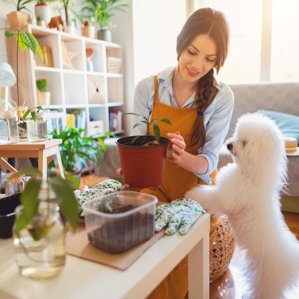 These Are the Best Pet-Friendly Plants