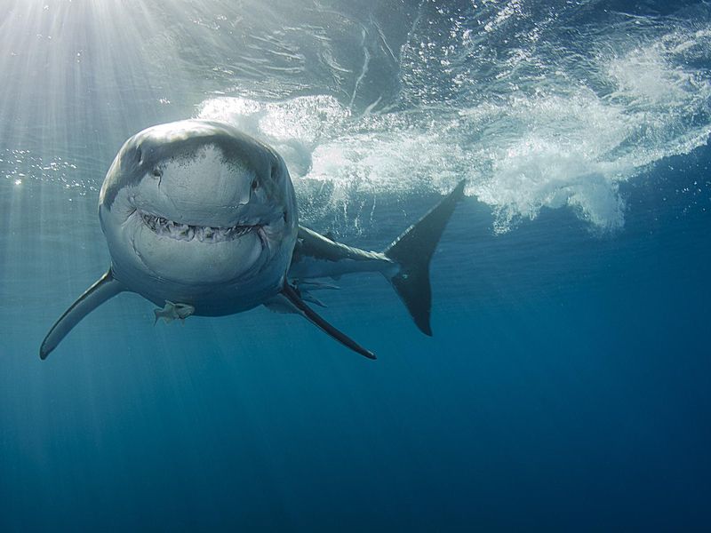 Smiling Great white shark